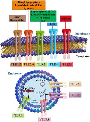 Recent advances in different interactions between toll-like receptors and hepatitis B infection: a review